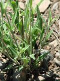 Silene aprica