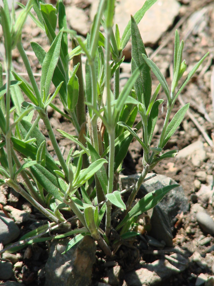 Image of Silene aprica specimen.