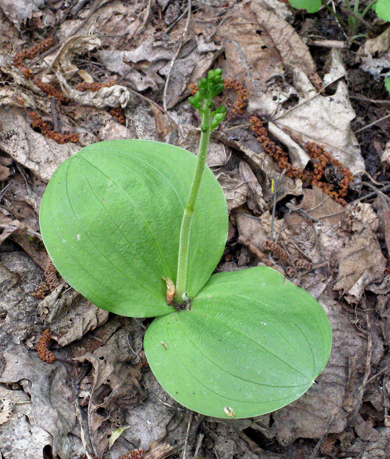 Изображение особи Listera ovata.