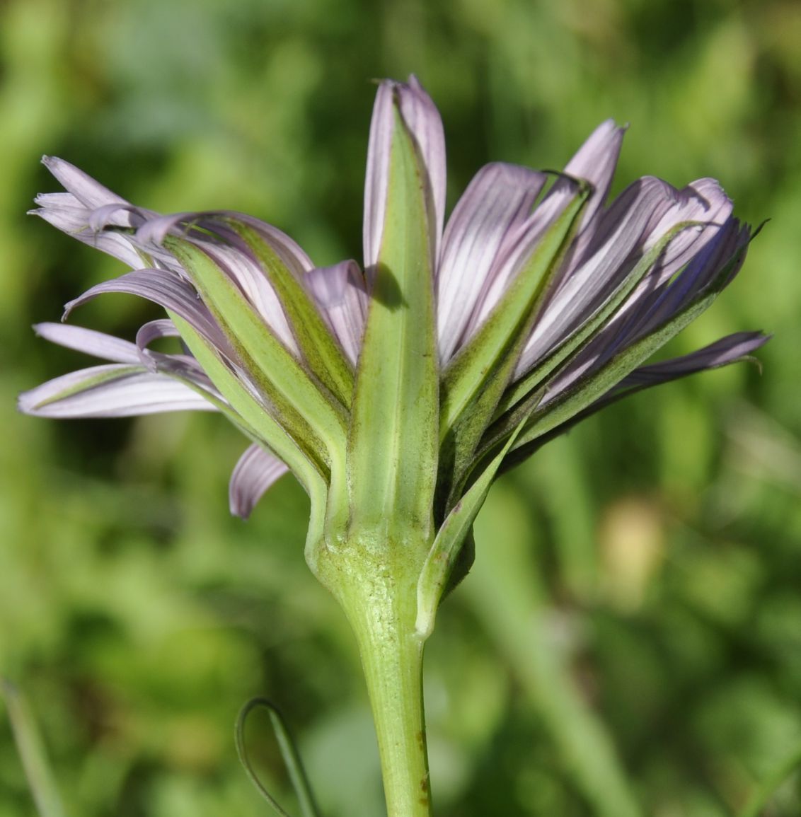 Image of genus Tragopogon specimen.