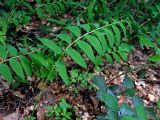 Polygonatum orientale