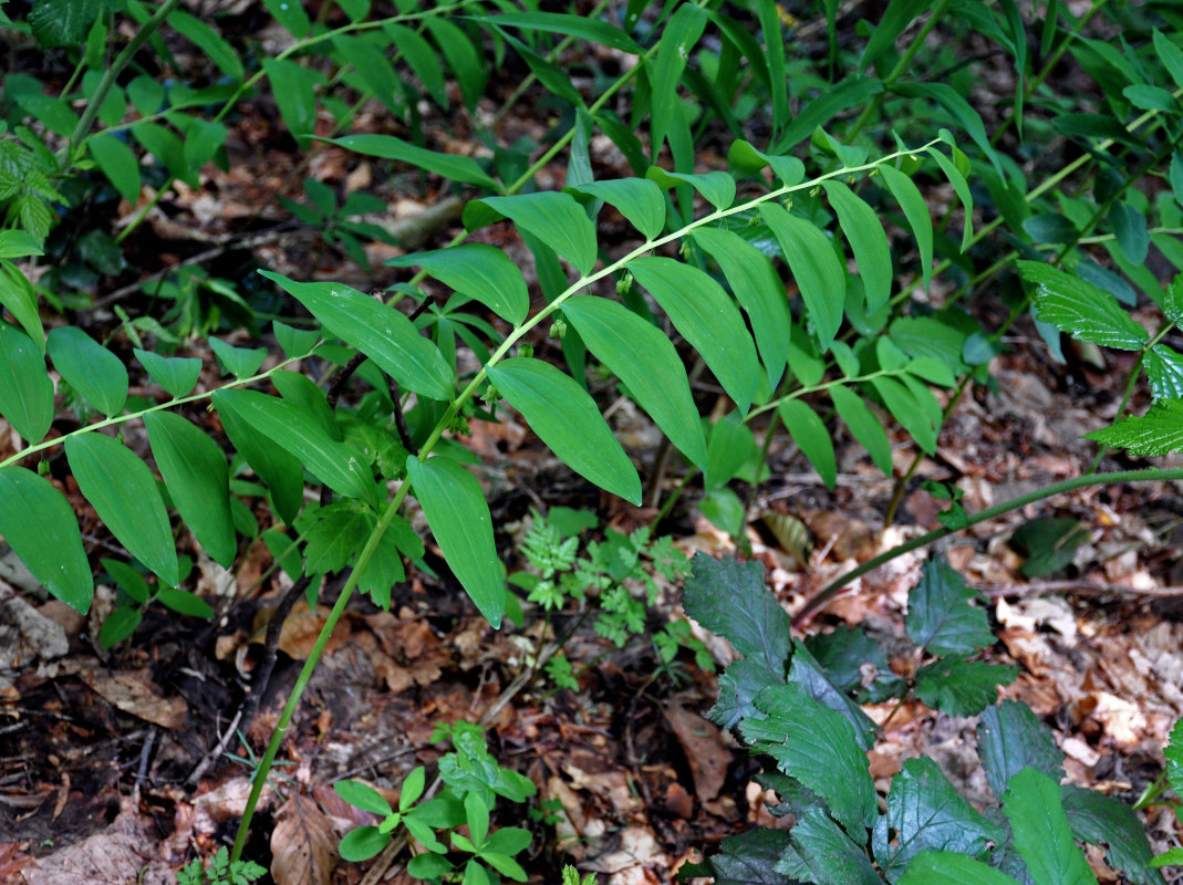 Image of Polygonatum orientale specimen.