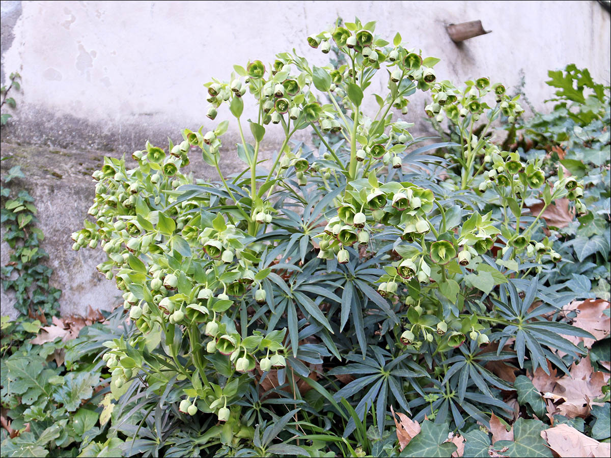 Image of Helleborus foetidus specimen.