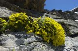 Draba bryoides. Цветущее растение. Кабардино-Балкария, Приэльбрусье, рядом с вершиной горы Донгузорунгитчечатбаши, перевал профессора Абдулаха, ≈ 3000 м н.у.м. 09.07.2009.