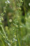 Lappula squarrosa