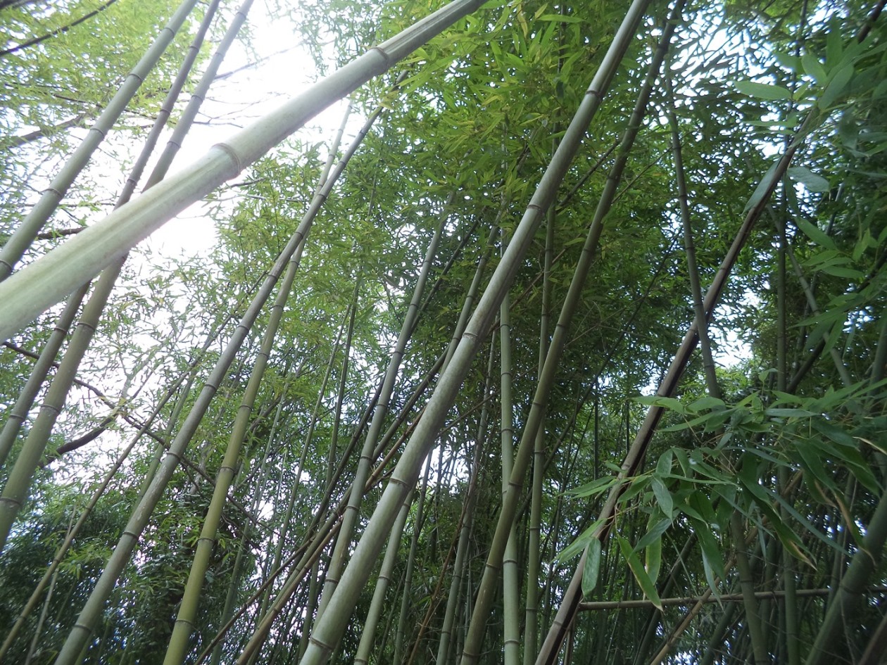 Изображение особи род Phyllostachys.