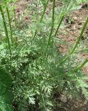 Pyrethrum coccineum