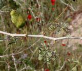 Faidherbia albida. Веточка с плодом. Израиль, г. Ашдод, на песке. 08.03.2018.