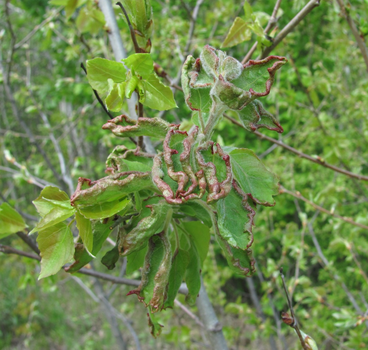 Изображение особи Populus tremula.