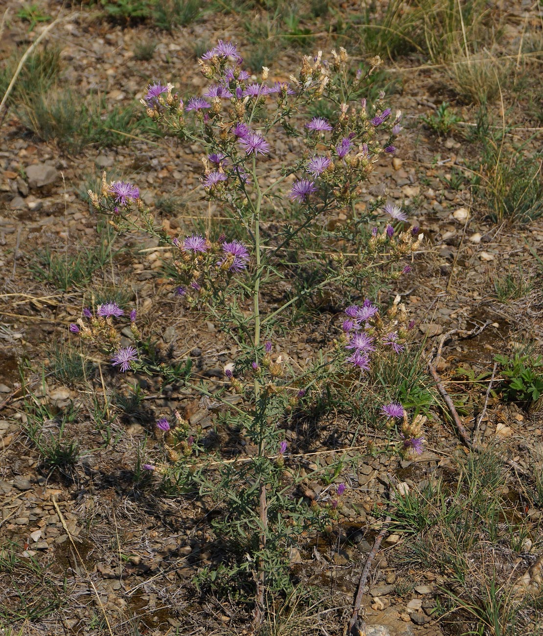 Image of Centaurea diffusa specimen.