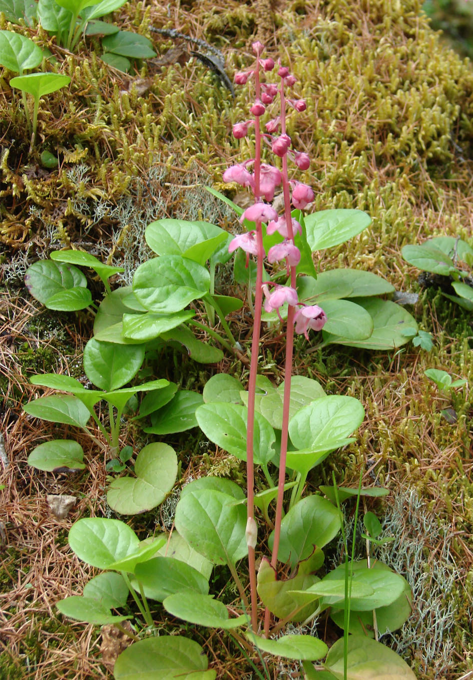 Image of Pyrola incarnata specimen.