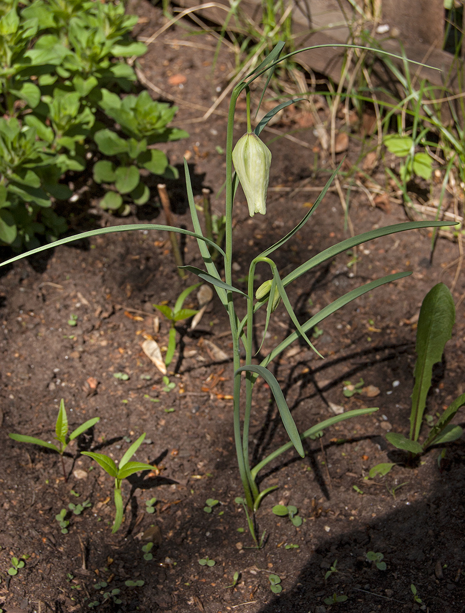 Изображение особи Fritillaria meleagris.