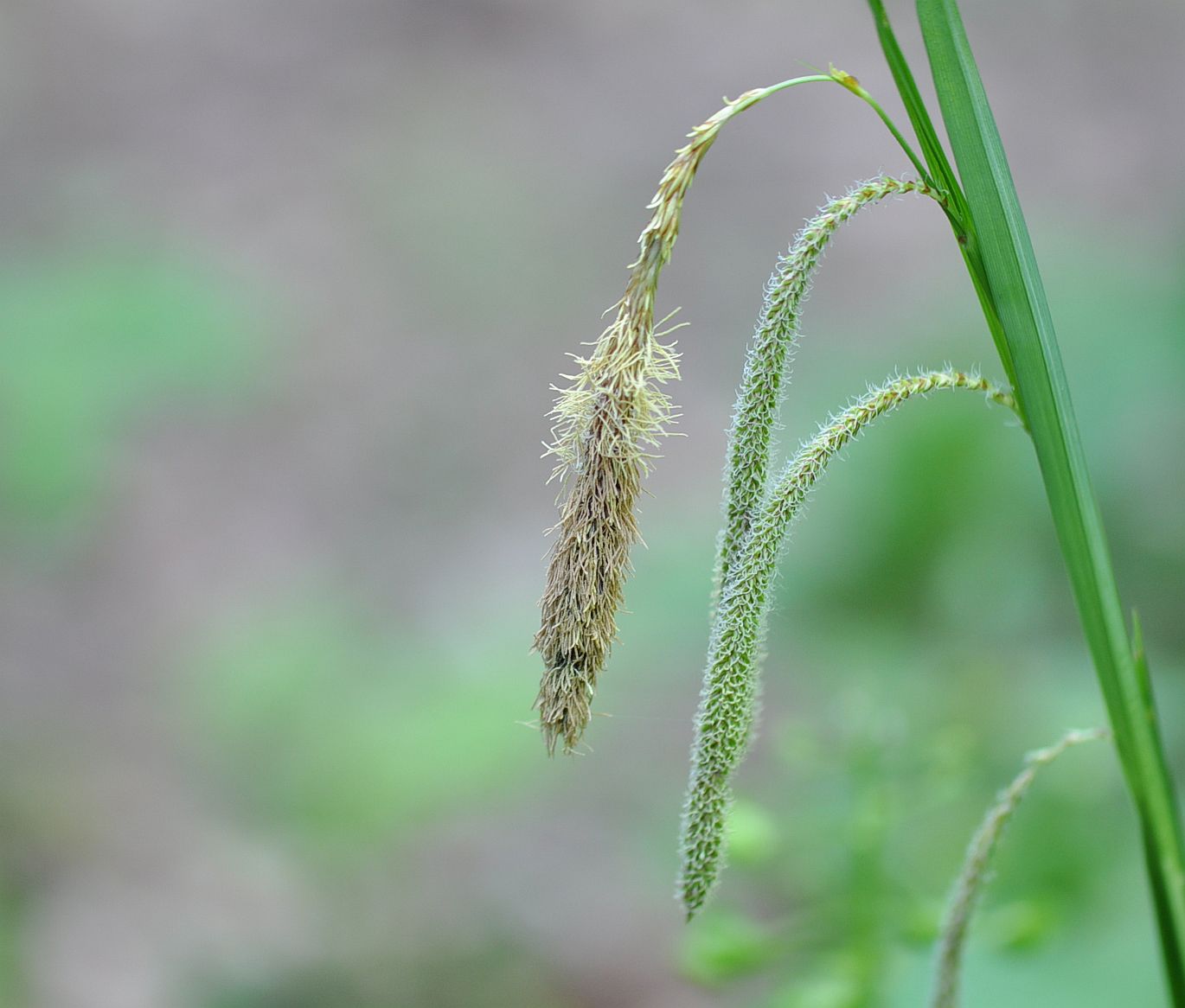 Изображение особи Carex pendula.
