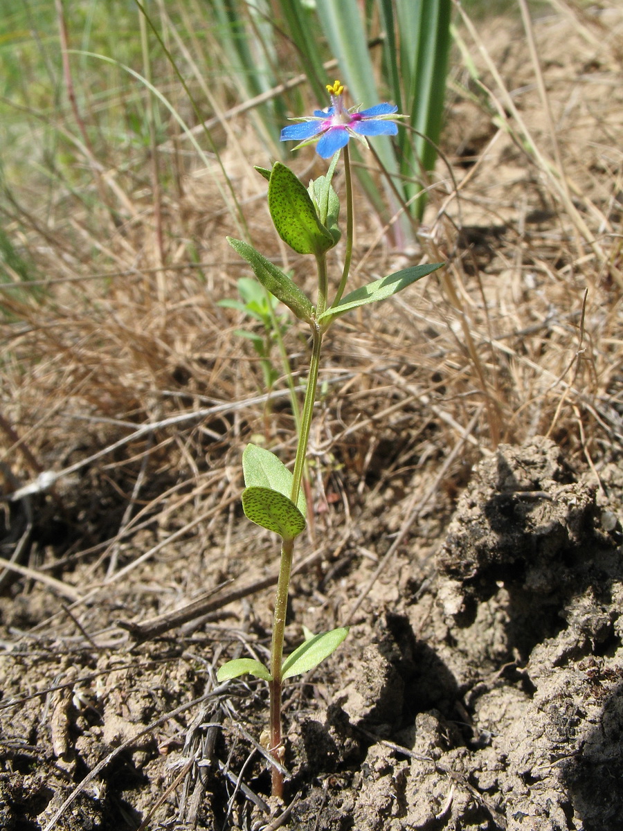 Image of Anagallis foemina specimen.