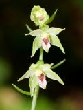 Epipactis muelleri