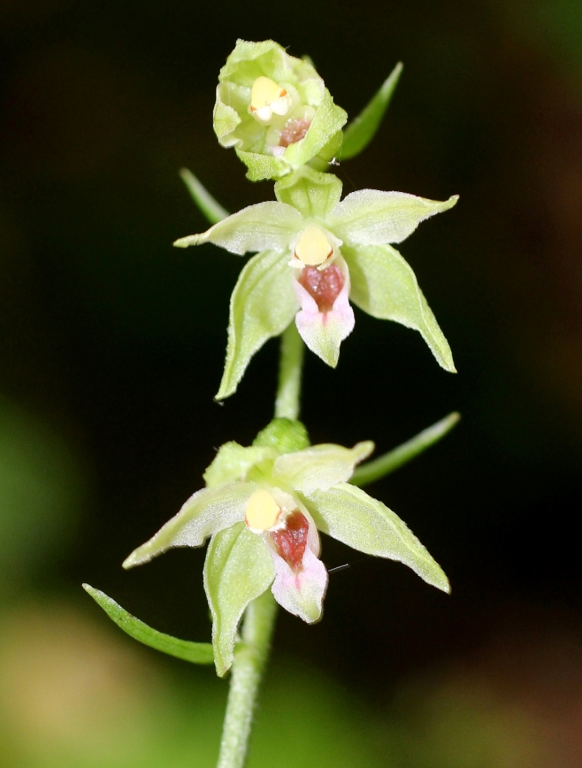 Image of Epipactis muelleri specimen.