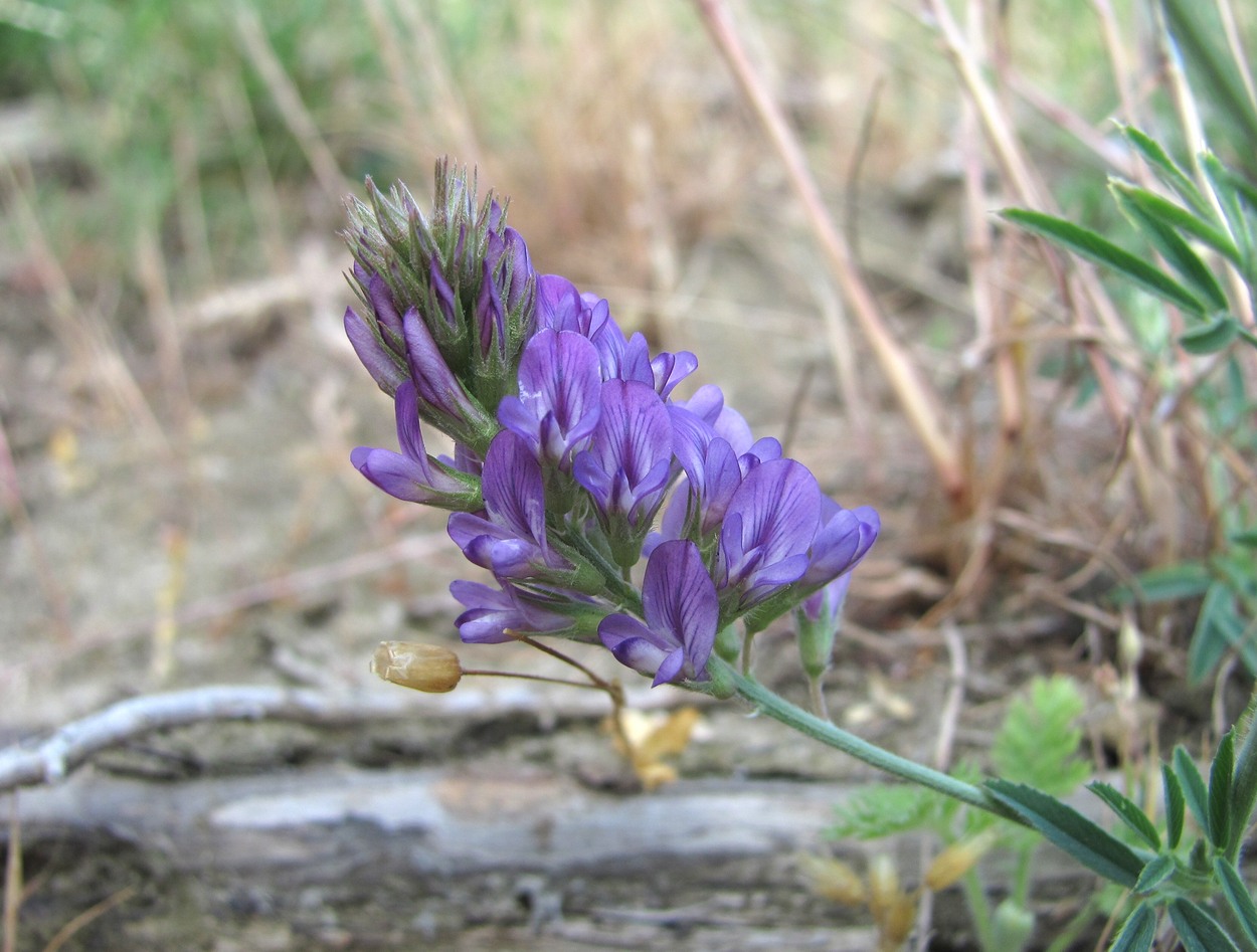 Image of Medicago caerulea ssp. semicoerulea specimen.