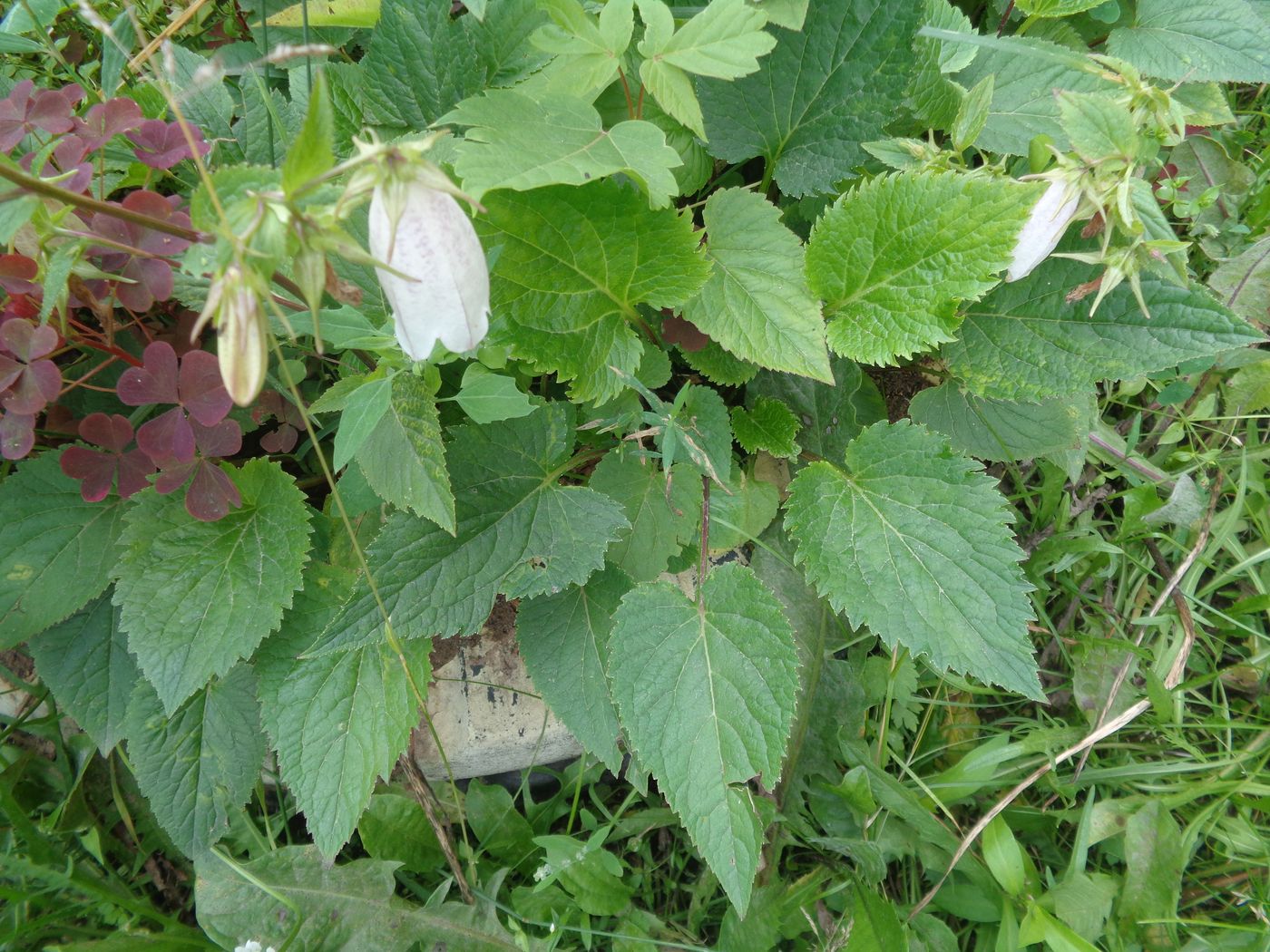 Изображение особи Campanula takesimana.