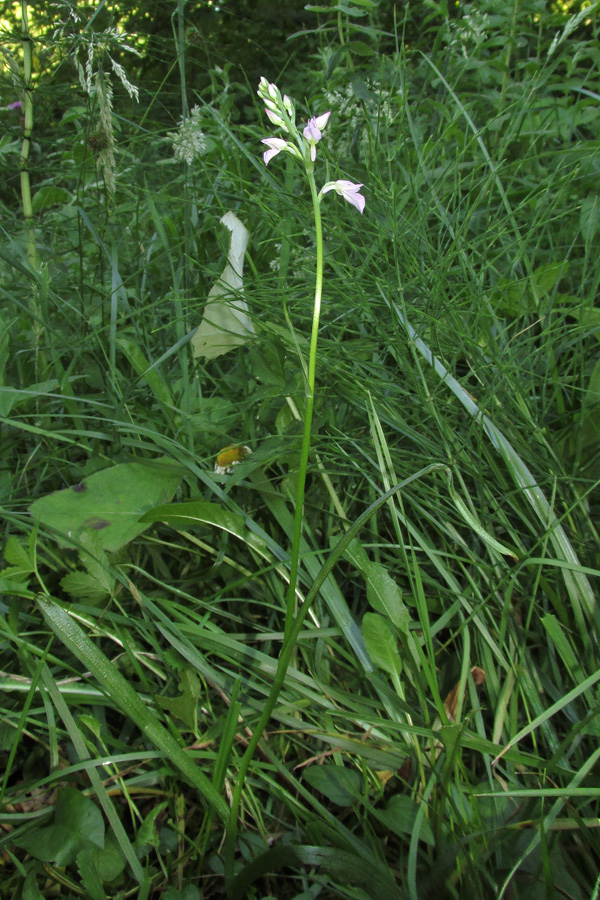 Image of Dactylorhiza iberica specimen.