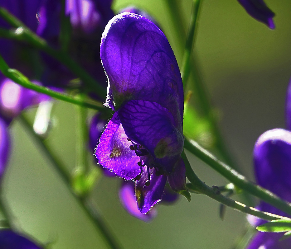 Image of Aconitum &times; stoerkianum specimen.