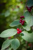 Lonicera xylosteum
