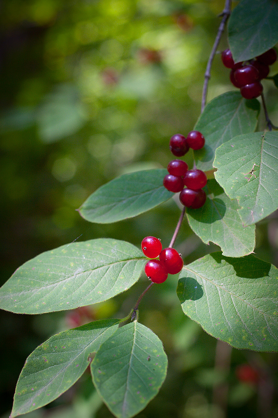 Изображение особи Lonicera xylosteum.