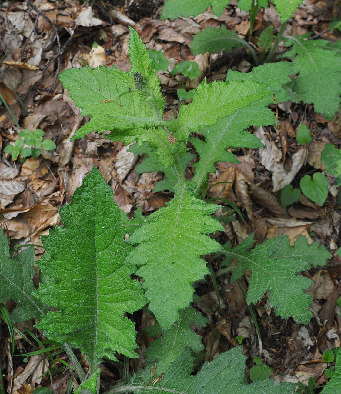 Image of familia Asteraceae specimen.