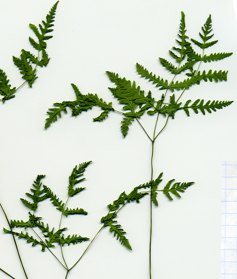 Image of Gymnocarpium dryopteris specimen.