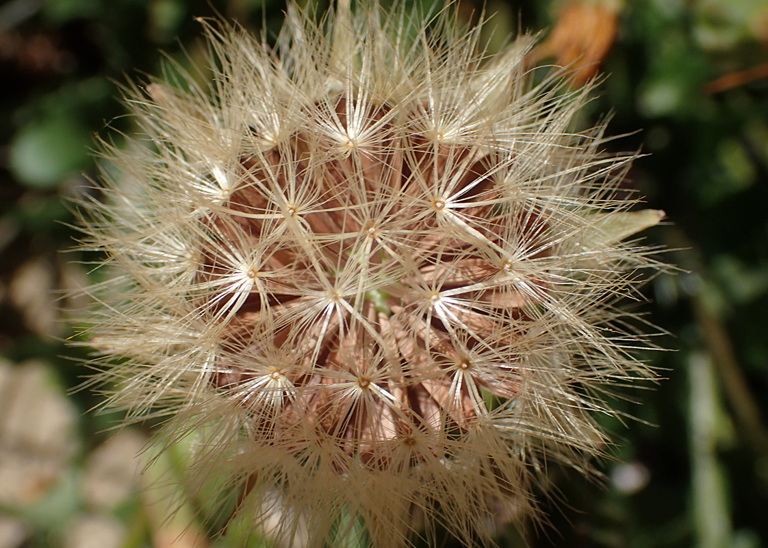 Image of Hyoseris lucida specimen.