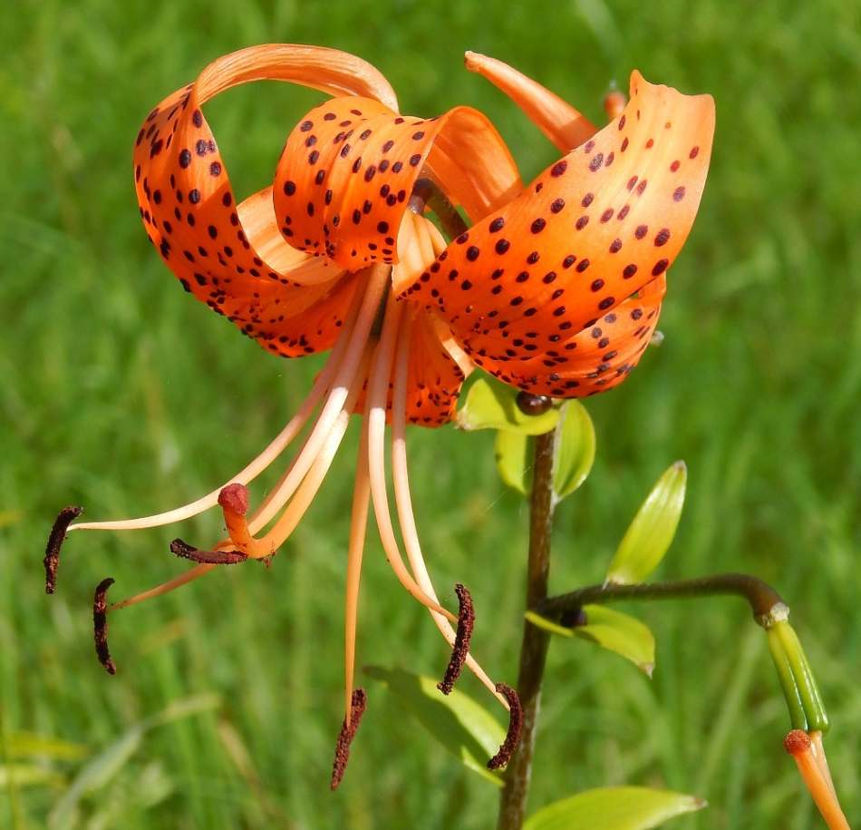 Изображение особи Lilium lancifolium.