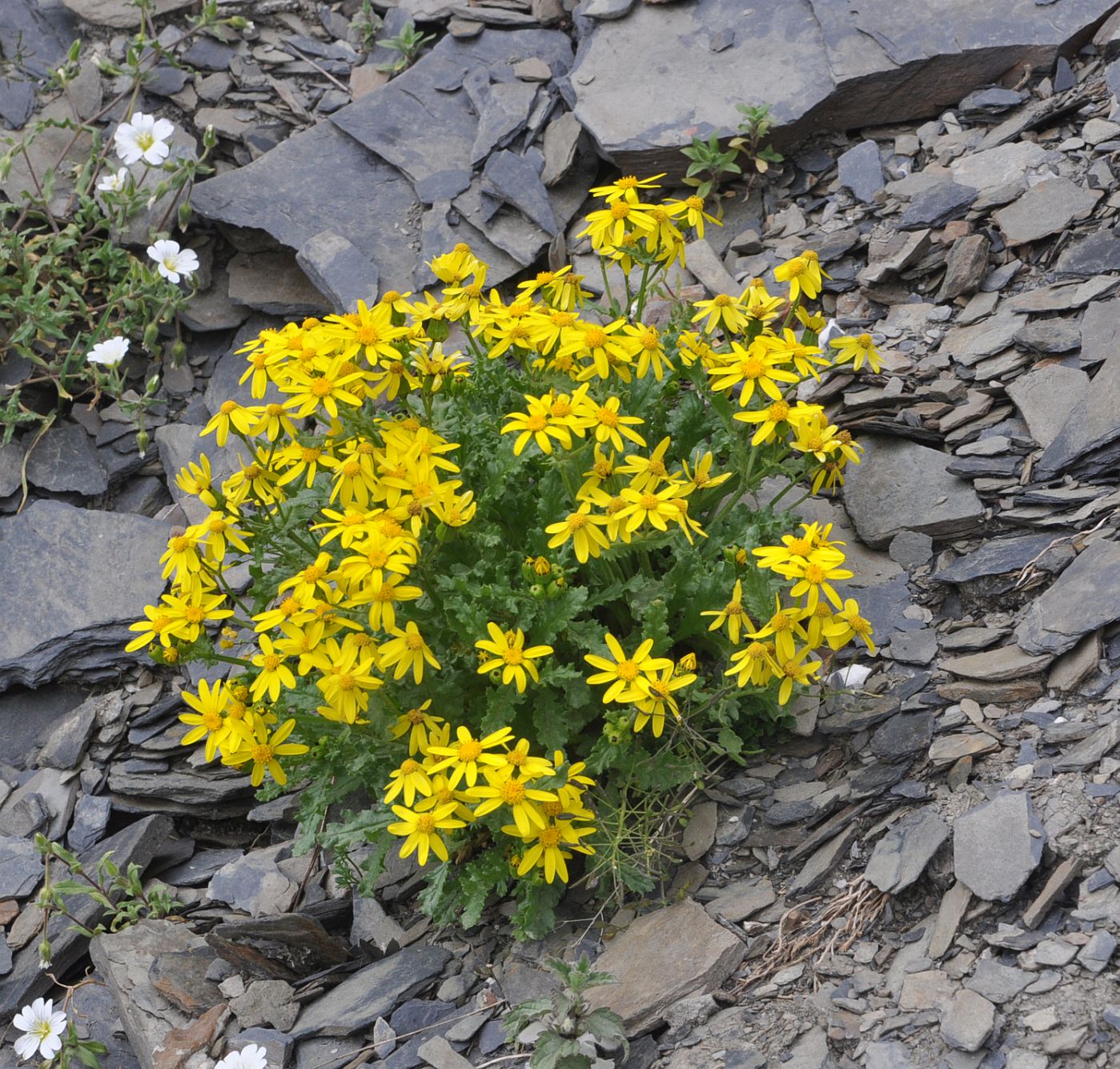 Изображение особи Senecio sosnovskyi.