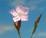 Dianthus