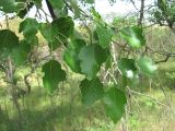Populus alba. Верхушка ветви. Дагестан, Кумторкалинский р-н, окраина бархана Сарыкум. 06.05.2018.