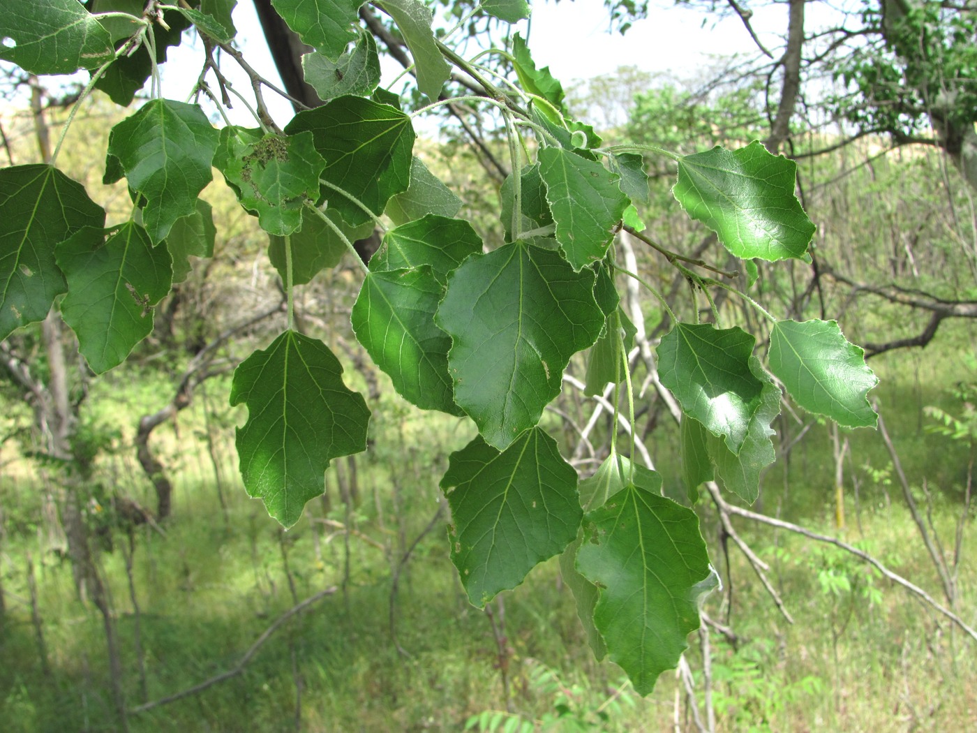 Изображение особи Populus alba.