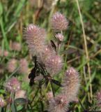 Trifolium arvense