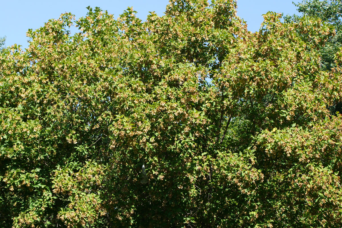 Image of Acer tataricum specimen.