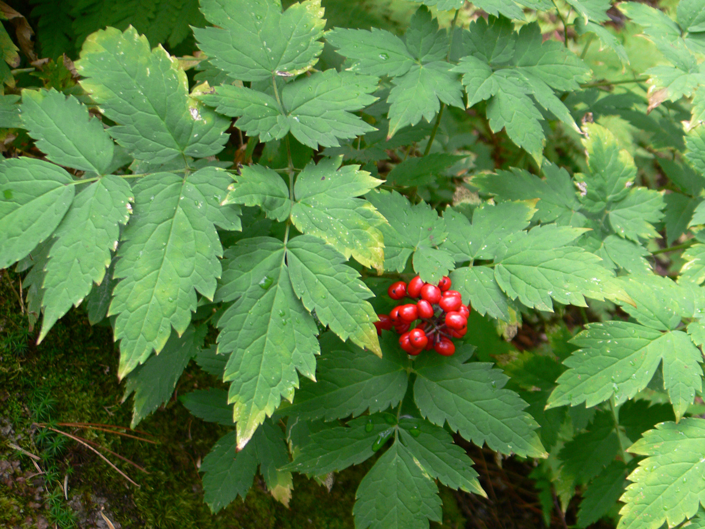 Изображение особи Actaea erythrocarpa.