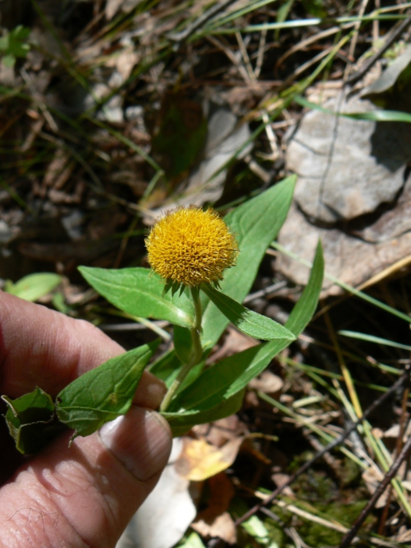 Image of genus Inula specimen.