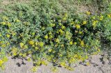 Medicago falcata
