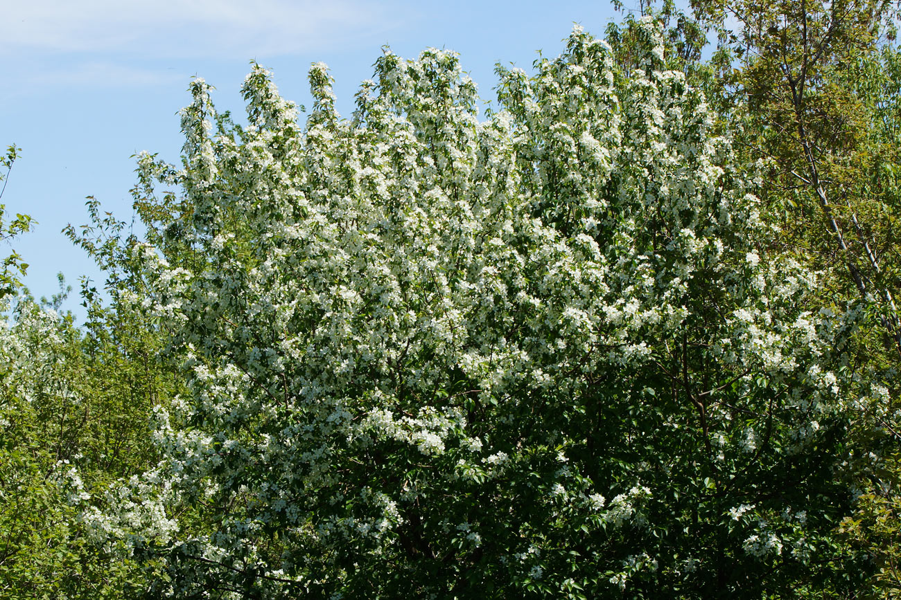 Изображение особи род Malus.