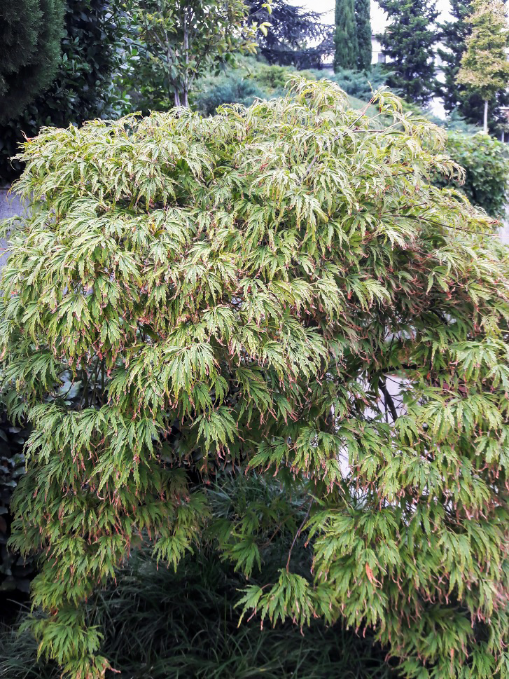 Image of Acer palmatum specimen.