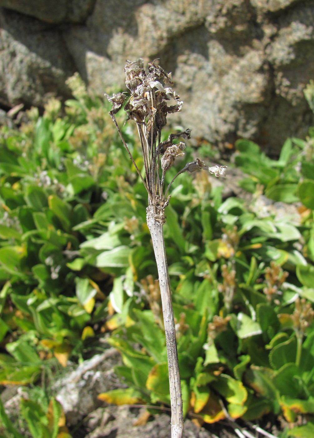 Image of Primula bayernii specimen.