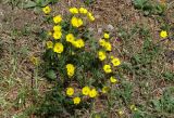 genus Ranunculus