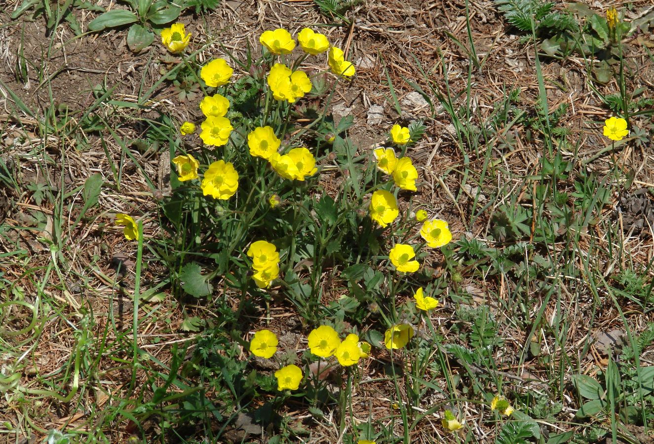 Изображение особи род Ranunculus.