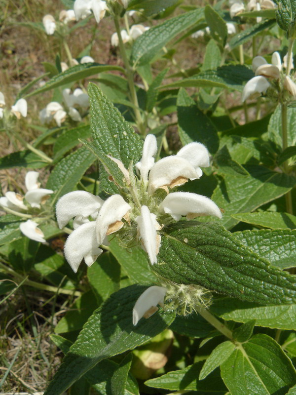 Image of Phlomis taurica specimen.