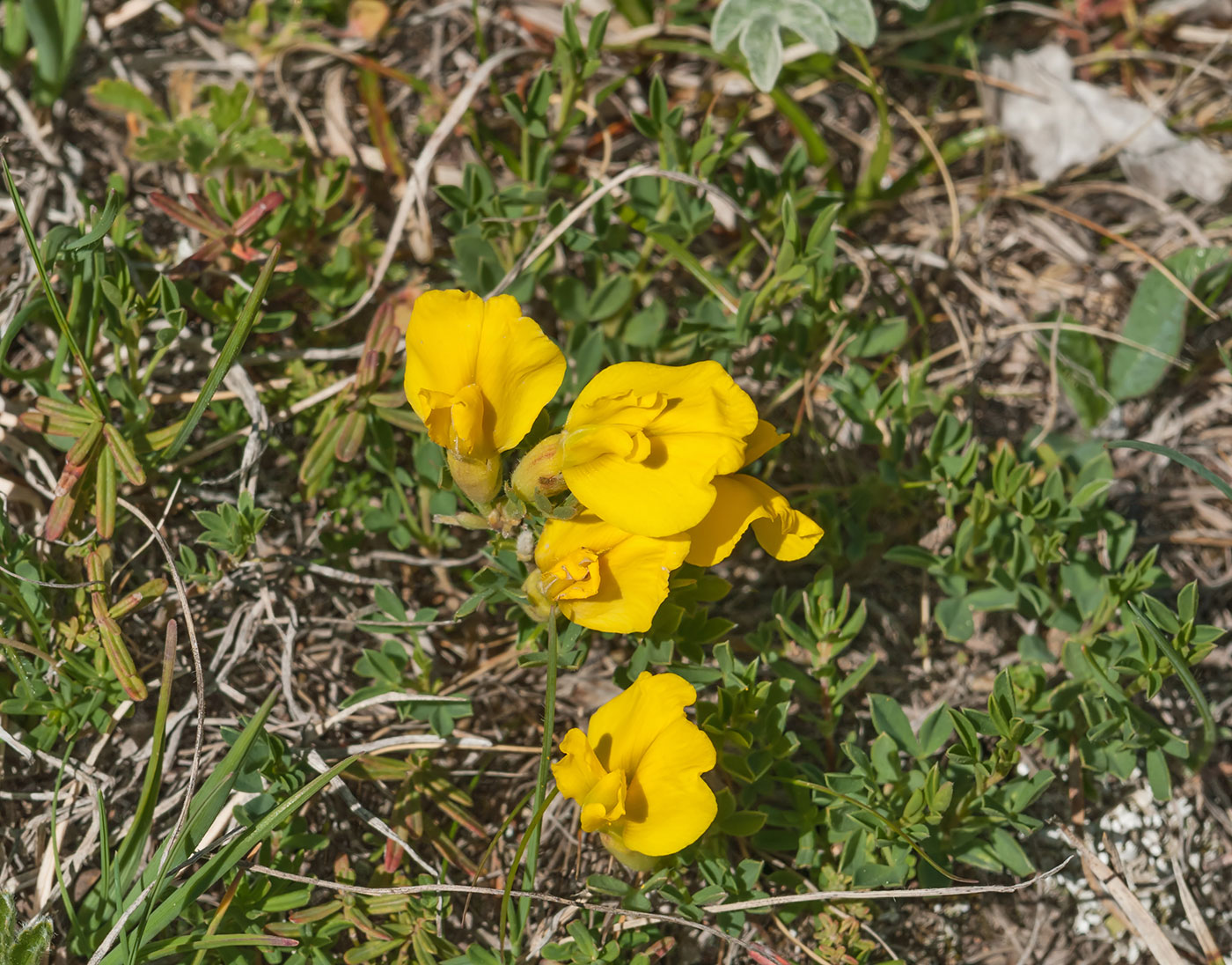 Изображение особи Chamaecytisus wulffii.