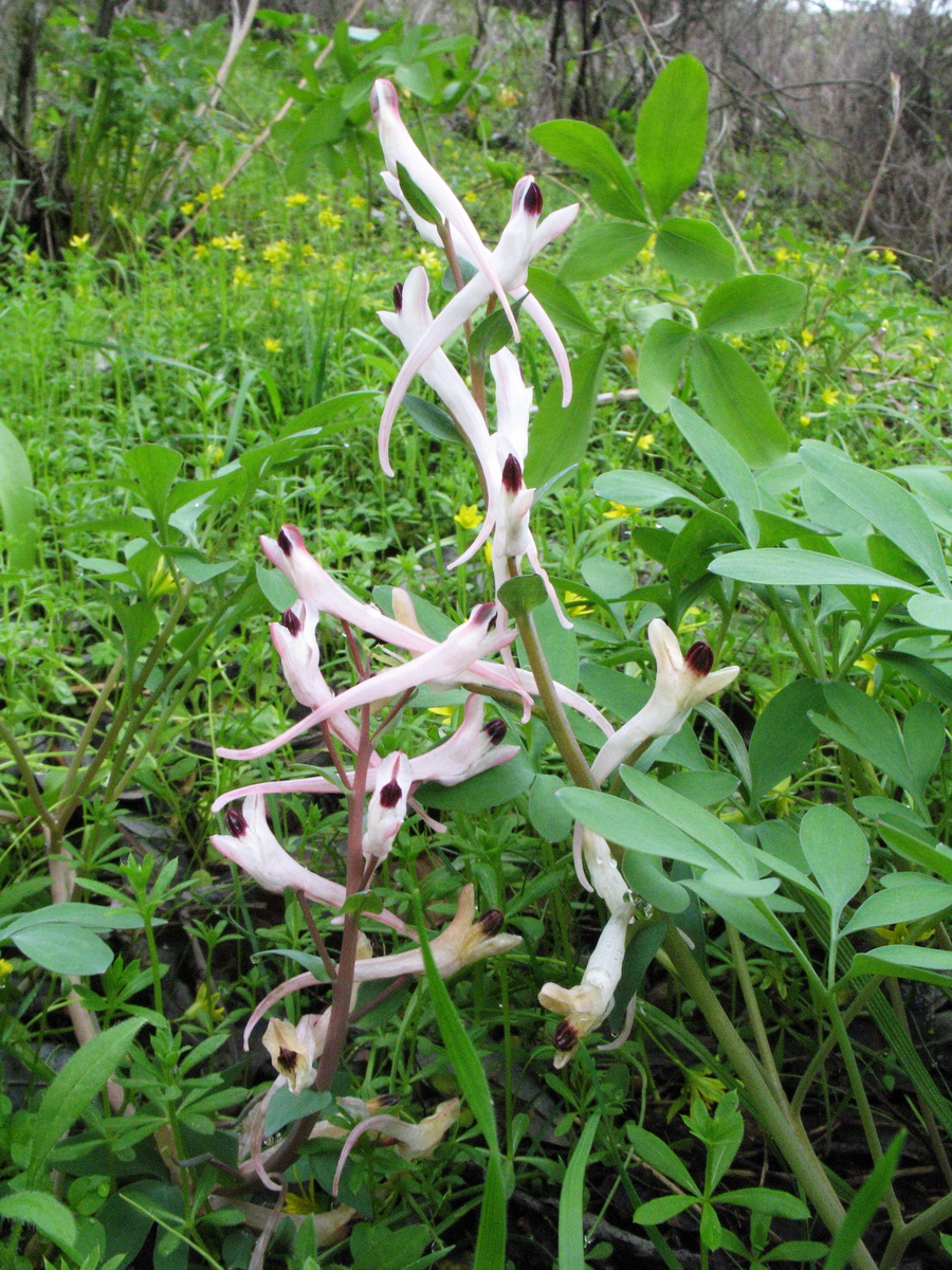 Image of Corydalis ruksansii specimen.