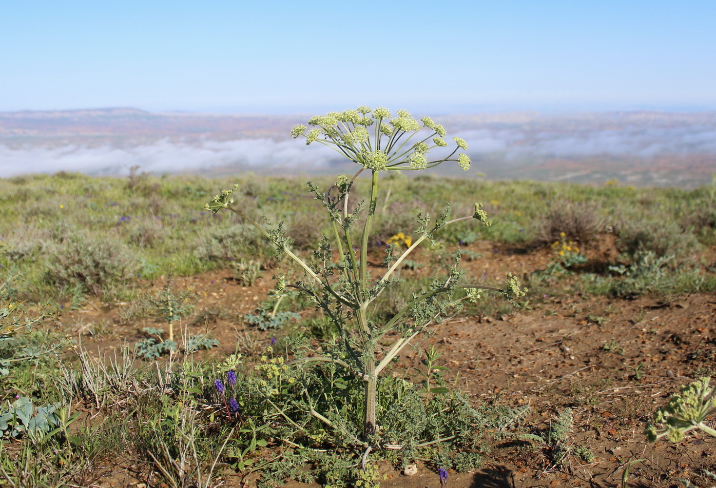 Image of Zosima absinthifolia specimen.