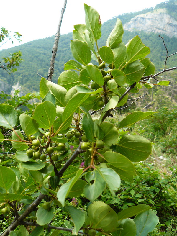 Image of Rhamnus cathartica specimen.