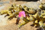 Sarcocaulon patersonii. Верхушка растения с цветком. Намибия, Карас, окр. г. Колманскоп. 04.05.2019.
